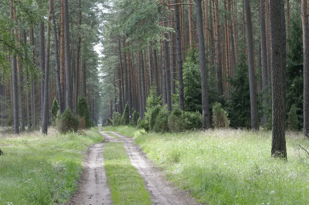 Trasy w Borach Tucholskich – Przewodnik: Szlak Leśny im. Jana Pawła II
