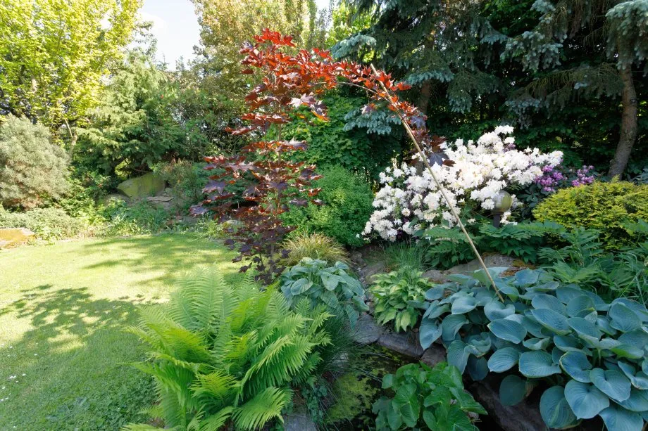 Co sadzić w ogrodzie, aby cieszyć się pięknem przez cały rok?