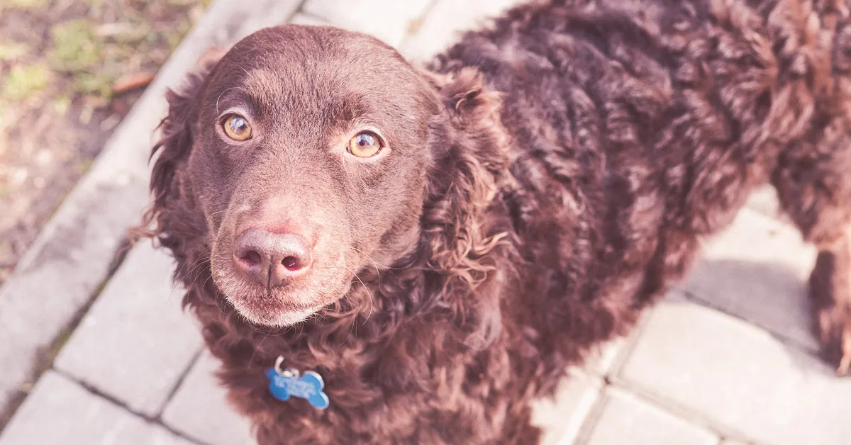 Jaki pies dla dzieci na podwórko? Oto rasy, które zapewnią bezpieczeństwo Jaki pies dla dzieci na podwórko? Oto rasy, które zapewnią bezpieczeństwo