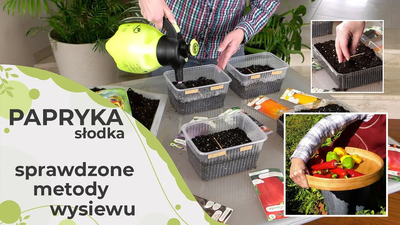 Jak sadzić paprykę? Poradnik od nasionka do pysznego zbioru