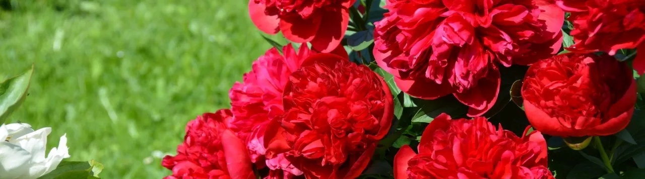 Piwonie kiedy kwitną - poznaj tajemnice ich pięknego rozkwitu