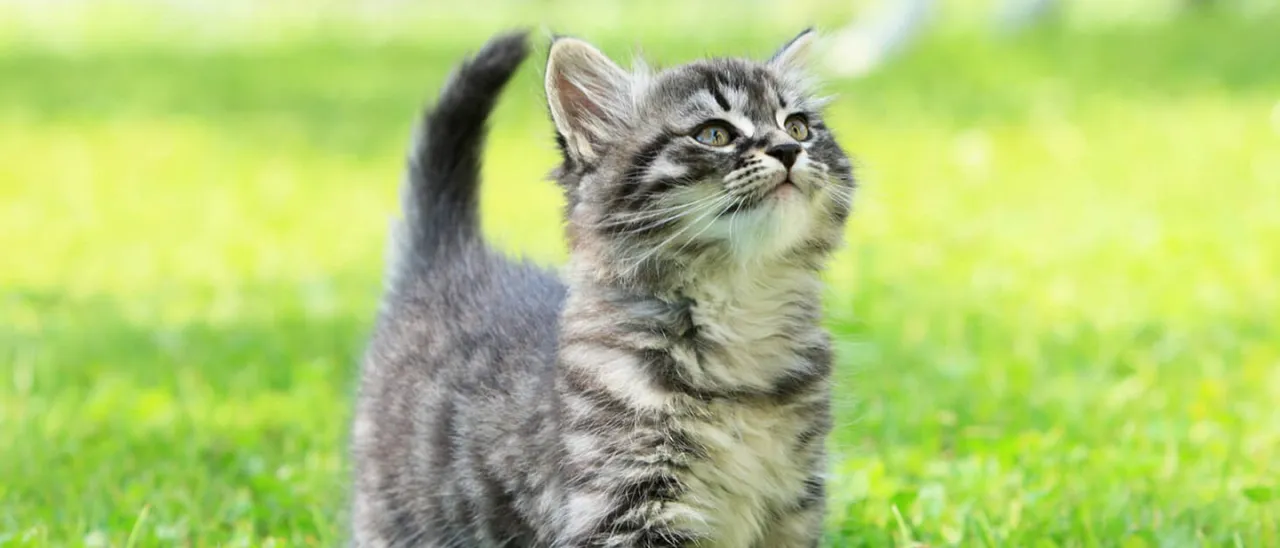 Co je mały kotek? Kluczowe informacje o jego żywieniu i opiece