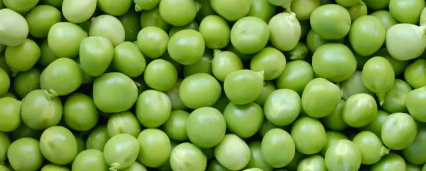 Czy pies może jeść groszek konserwowy? Dowiedz się, jakie ryzyko!