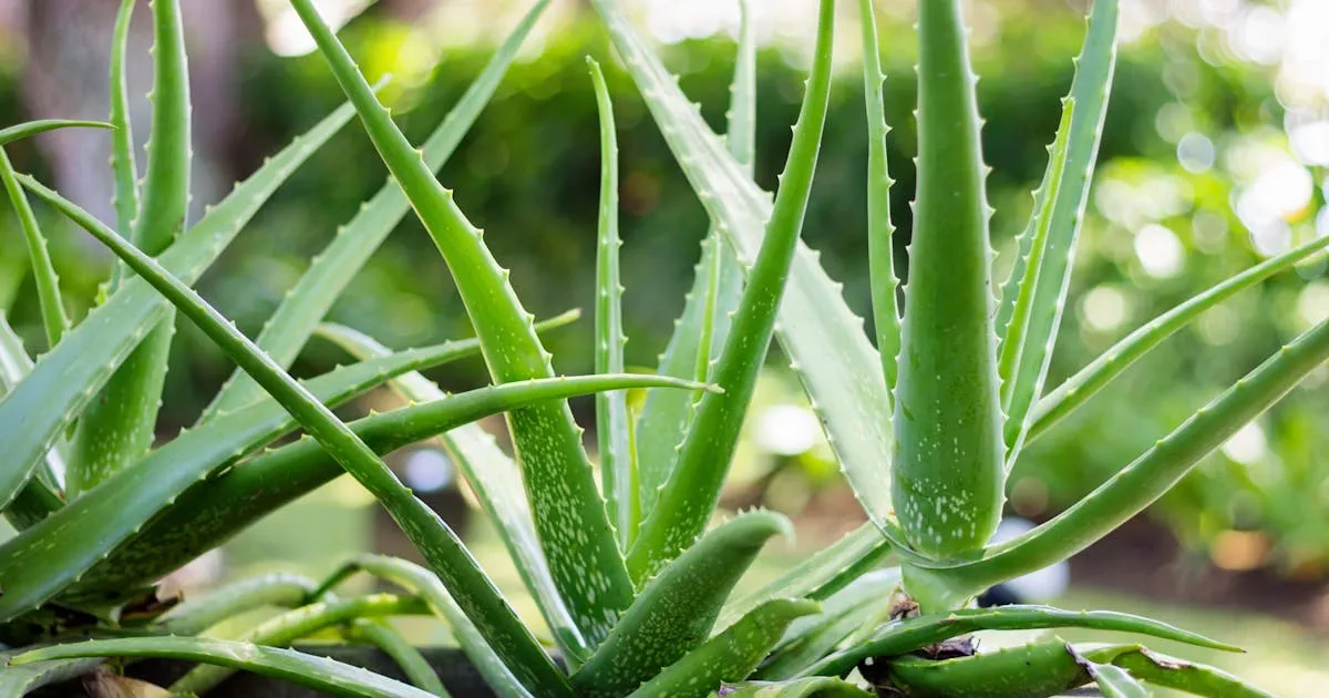 Jak uprawiać aloes: unikaj najczęstszych błędów w pielęgnacji