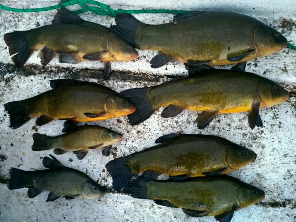 Kiedy bierze lin? Odkryj najlepsze czasy i warunki połowu