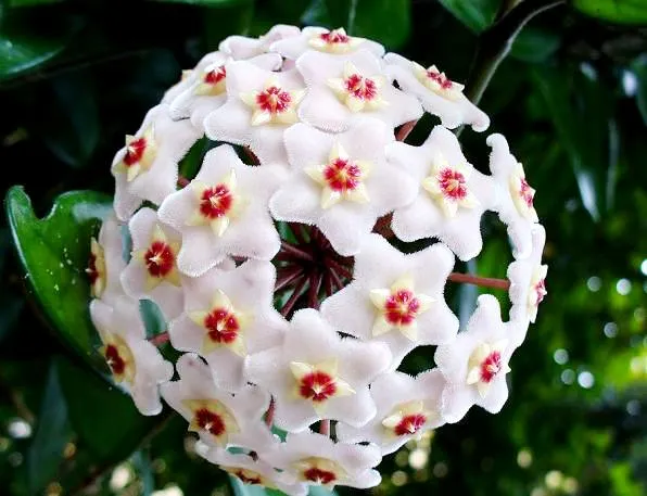 Jak przycinać hoję, aby uzyskać piękne kwiaty i uniknąć błędów