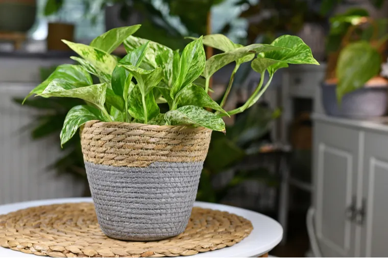 Plantas que purifican el aire: mejora tu salud y bienestar en casa