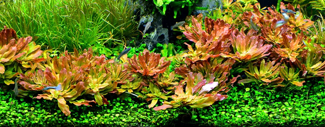 Najlepsze rośliny do akwarium: od łatwych po wymagające gatunki