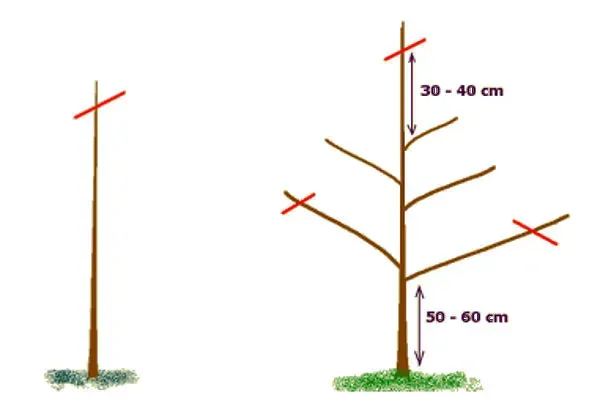 Jak przyciąć jabłoń po posadzeniu: 5 kroków do zdrowego drzewa