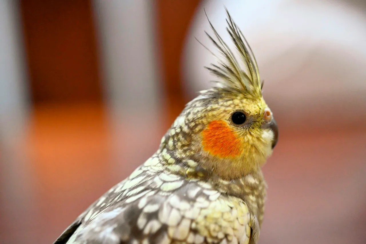 Hodowla papug nimf – przewodnik dla odpowiedzialnych opiekunów