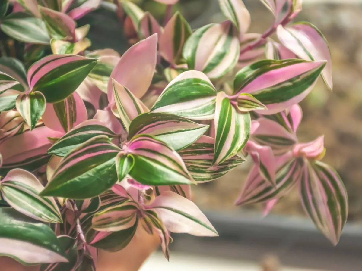 Jak kwitnie trzykrotka? Odkryj jej piękno i sekrety pielęgnacji