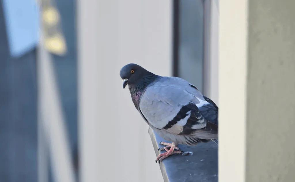 Ptak na parapecie co oznacza - odkryj jego głębokie znaczenie
