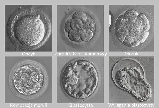 Kiedy płód jest dzieckiem? Zaskakujące etapy rozwoju ciąży