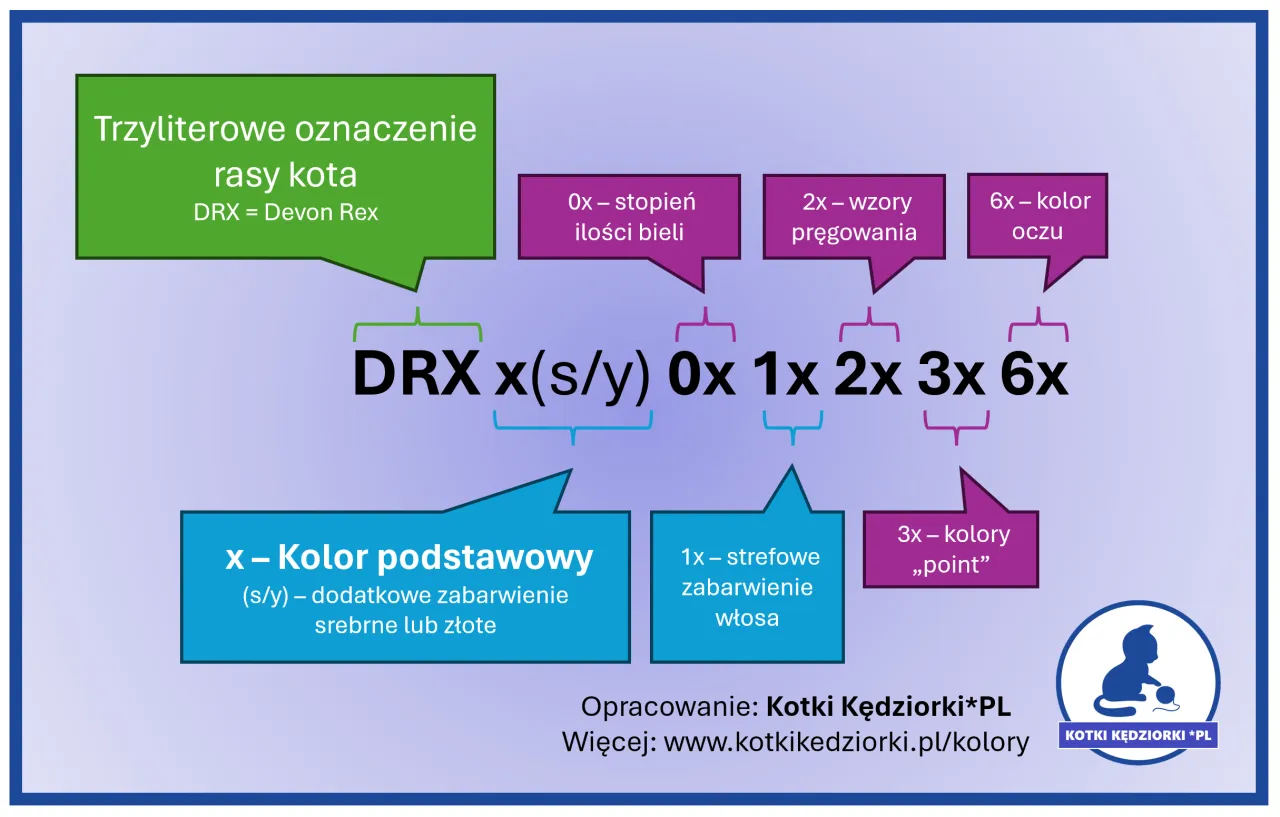 Devon Rex Point - Cechy, pielęgnacja i cena kociaka tej rasy