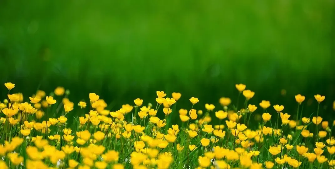 Co zamiast trawnika do chodzenia? Odkryj piękne i łatwe w pielęgnacji alternatywy