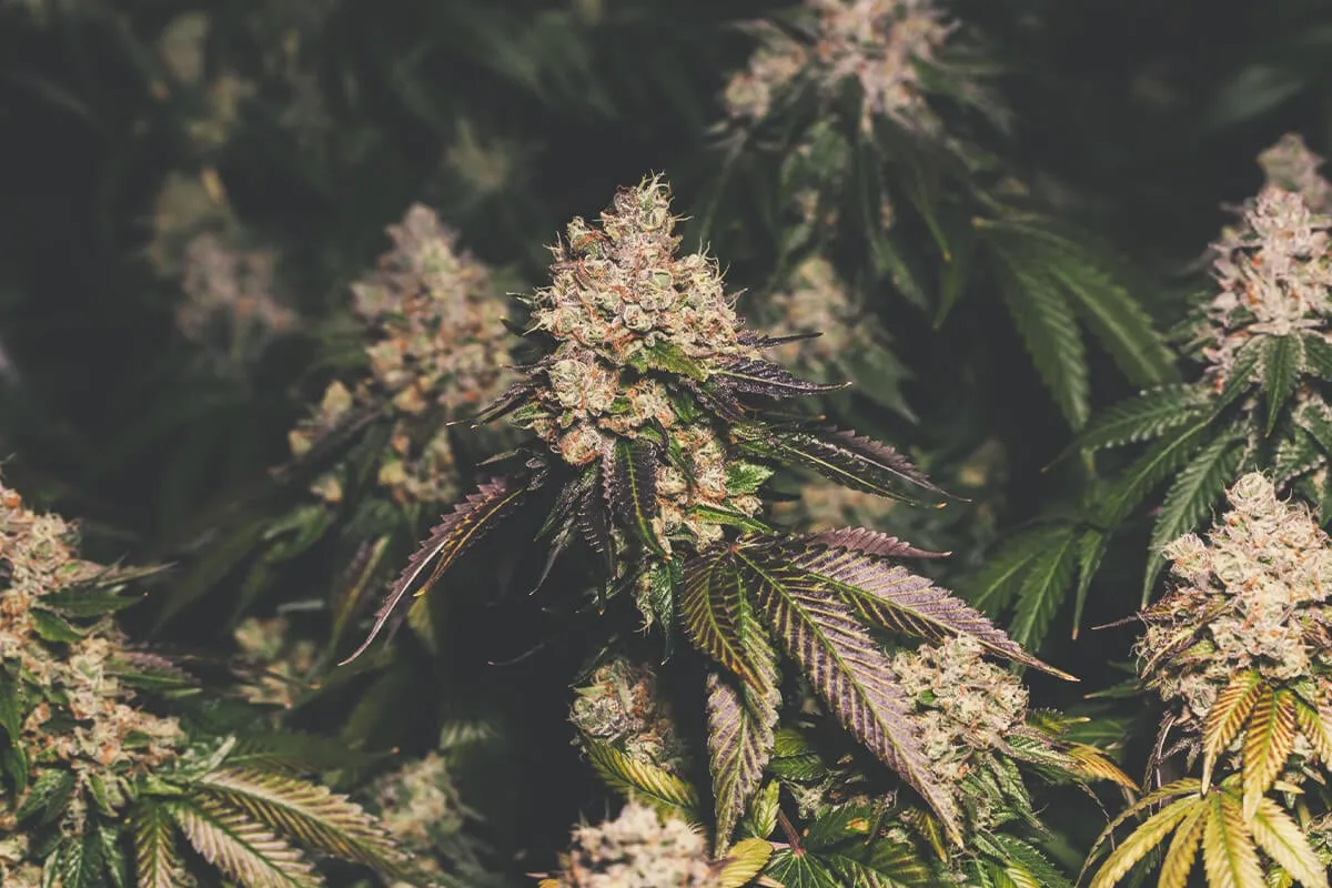 Jak długo kwitnie marihuana? Poznaj różnice między odmianami