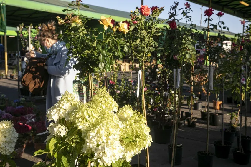 Jak dojechać do giełdy kwiatowej w Krakowie - proste trasy i porady