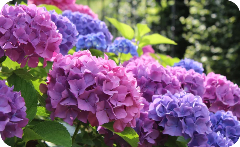 Jakie kwiaty kwitną we wrześniu? Odkryj piękne rośliny do ogrodu