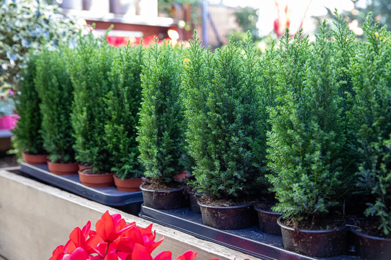 Czy cyprysik przezimuje w gruncie? Poznaj skuteczne metody