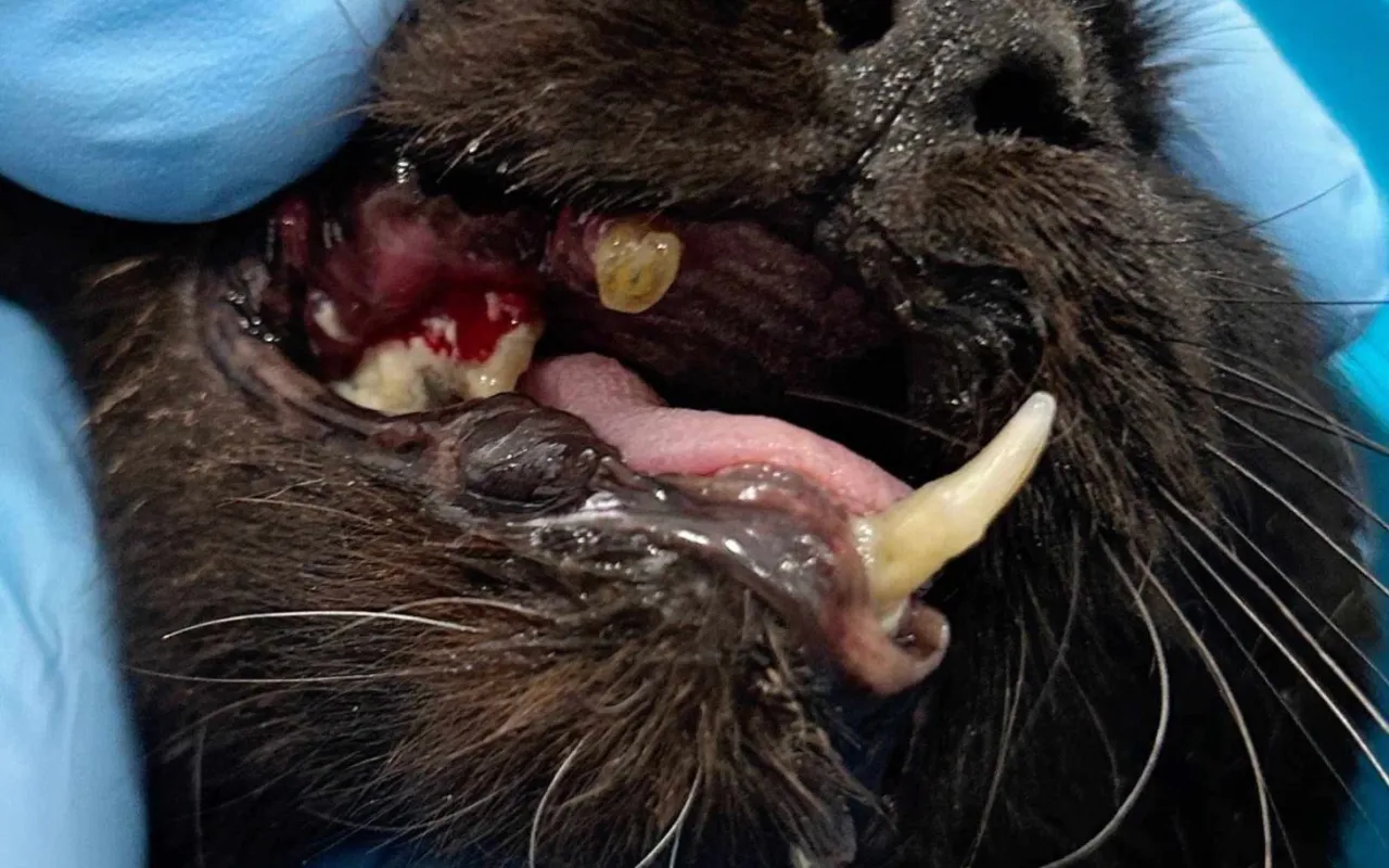 Opieka nad kotem po usunięciu zęba: co jest normą?