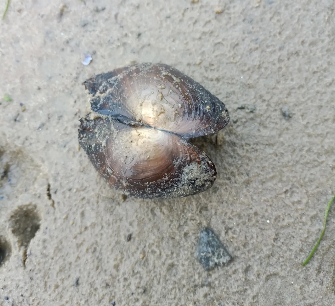 Ciastka „Klawisze”: Gdzie kupić smak PRL-u? Sprawdź, zanim znikną!