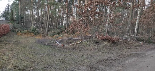 Obszar na którym wycięto drzewa w lesie – skutki i kontrowersje