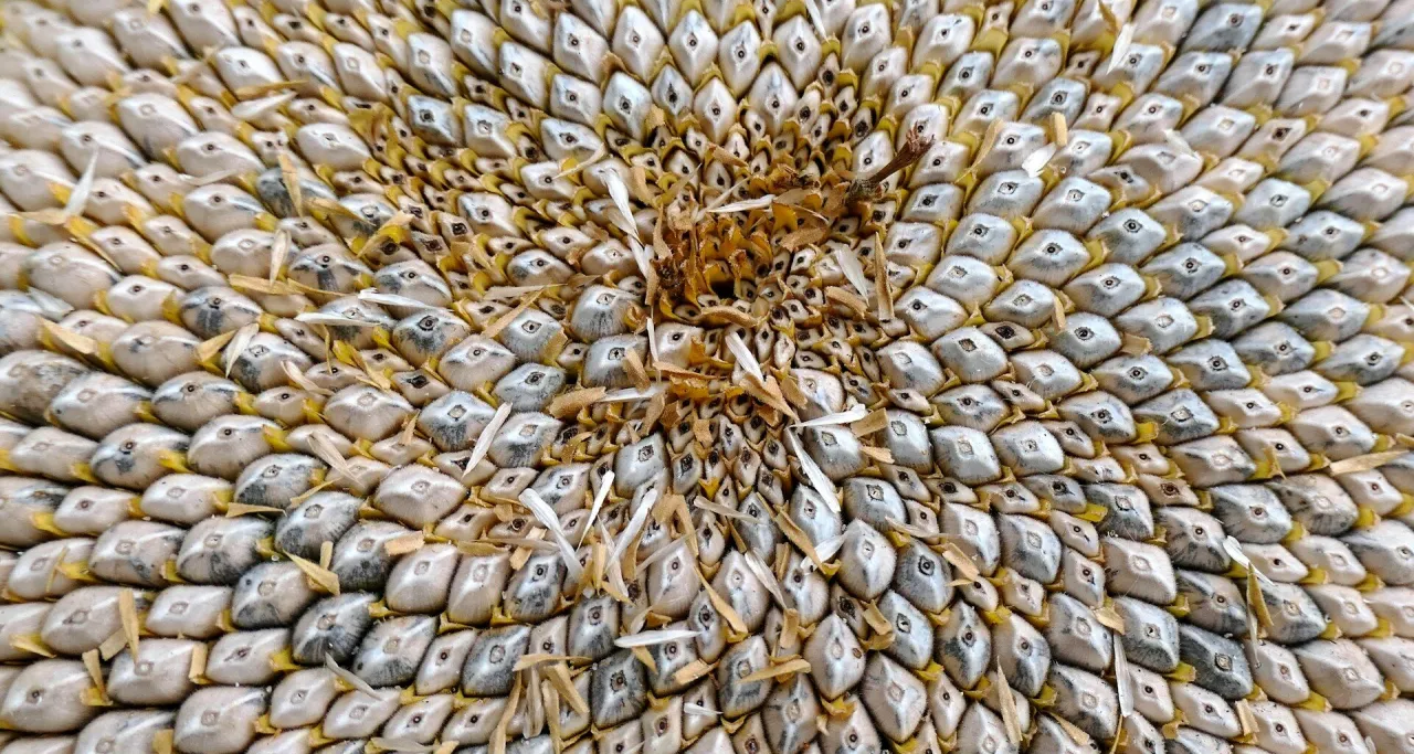 Czy pies może jeść słonecznik? Bezpieczne porady dla właścicieli