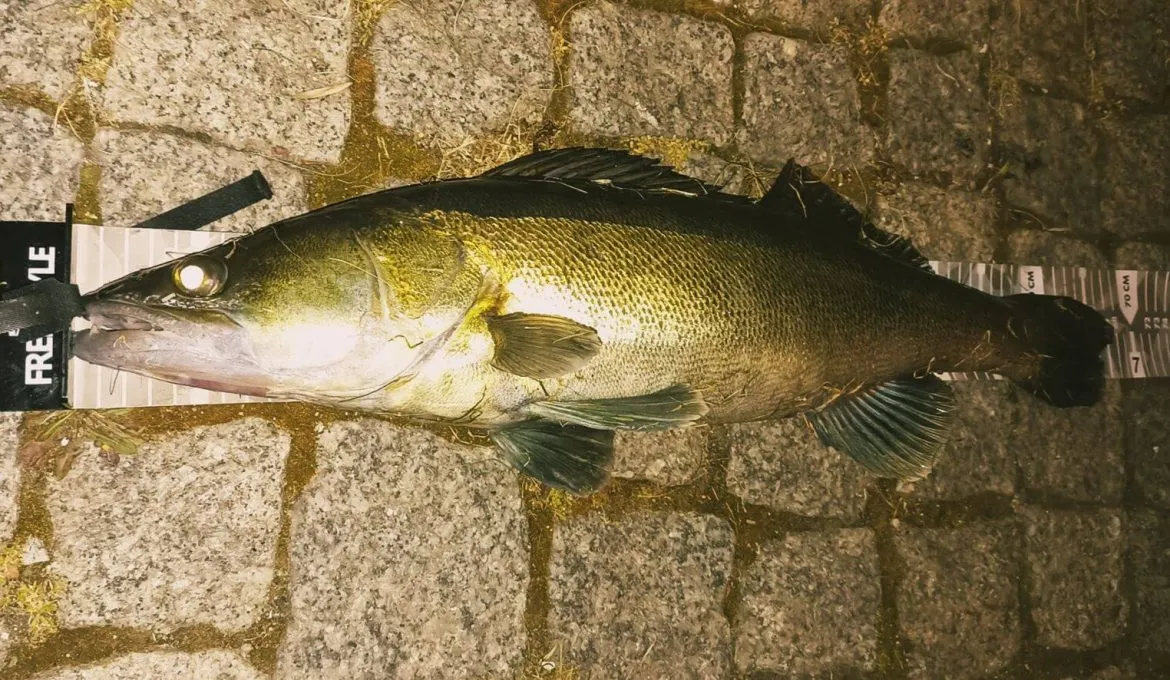 Jaki spinning na sandacza - wybierz najlepszą wędkę do skutecznego łowienia