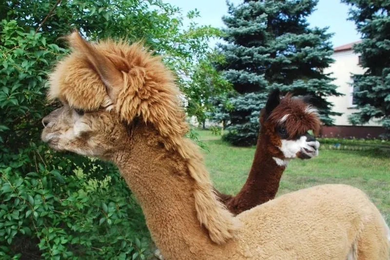 Zajęcia z alpakami w przedszkolu: jak wspierają rozwój dzieci