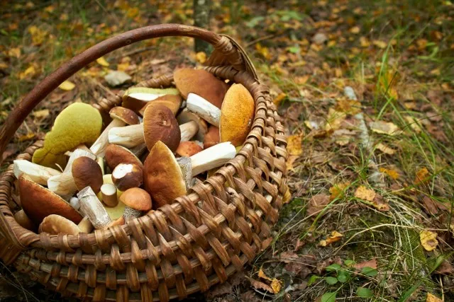 Gdzie na grzyby Szczecin? Odkryj najlepsze miejsca na grzybobranie