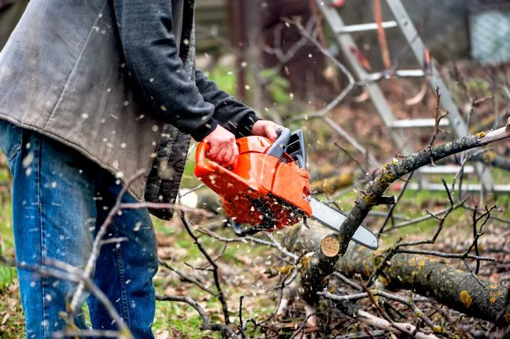 Ile jest ważne pozwolenie na wycinkę drzew i co grozi po terminie
