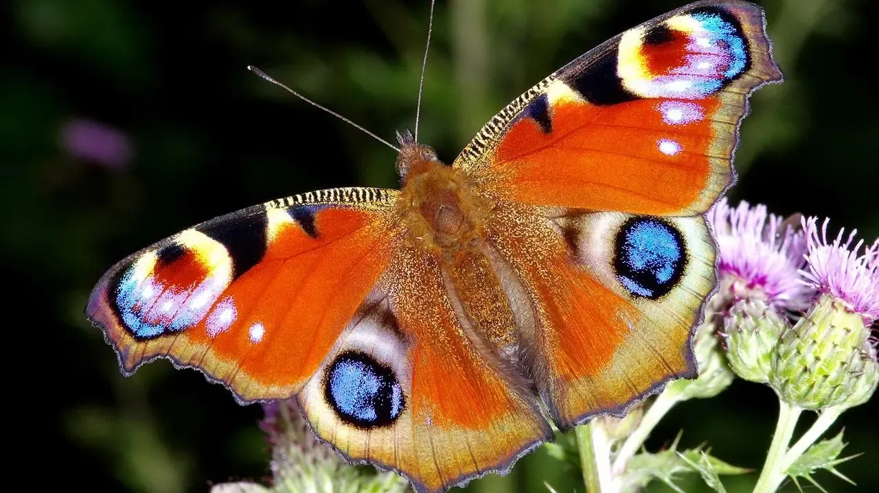 Motylek do holowania: Zbuduj sam, ale czy warto ryzykować?