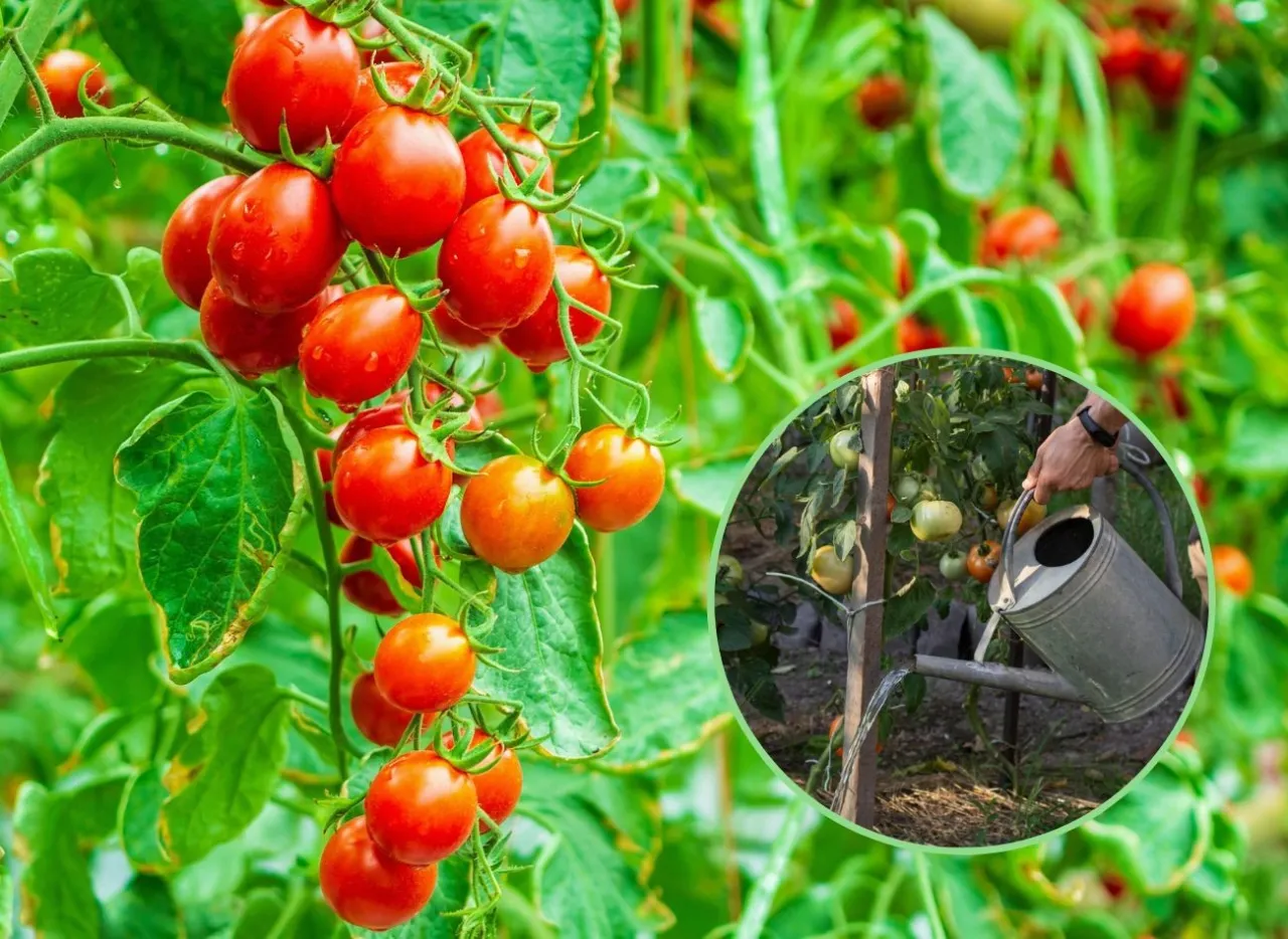 Nawóz kurzy pod pomidory: Skuteczne odżywianie dla obfitych plonów