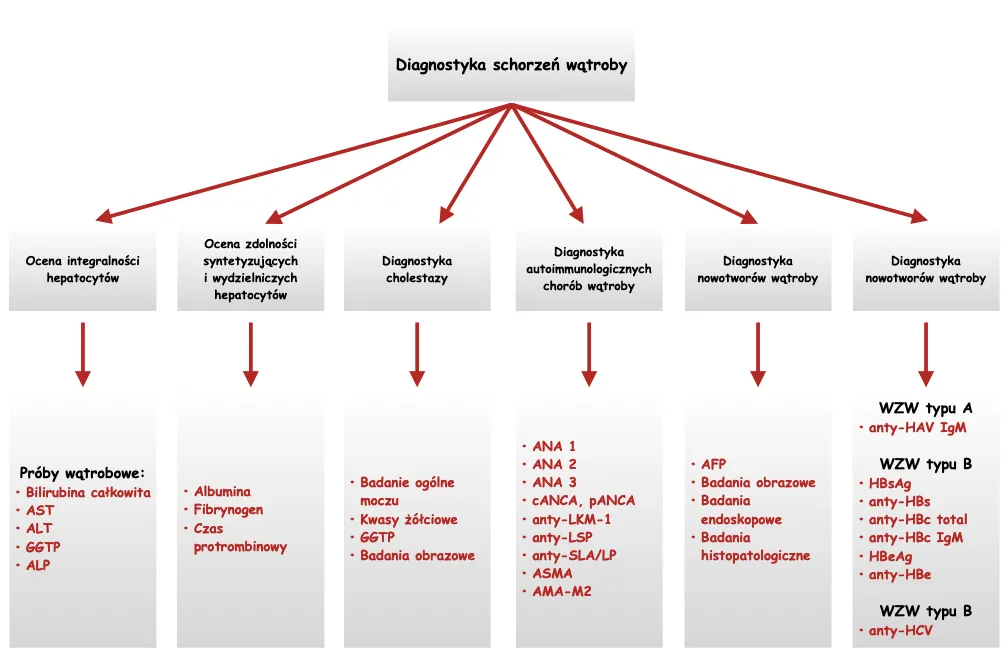 Dlaczego wątroba nazywana jest laboratorium chemicznym i jakie ma funkcje?