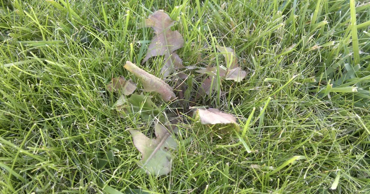 Pospolity szarozielony chwast: jak go zidentyfikować i zwalczać