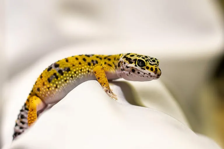 Ile kosztuje gekon? Ceny, które mogą Cię zaskoczyć w Polsce