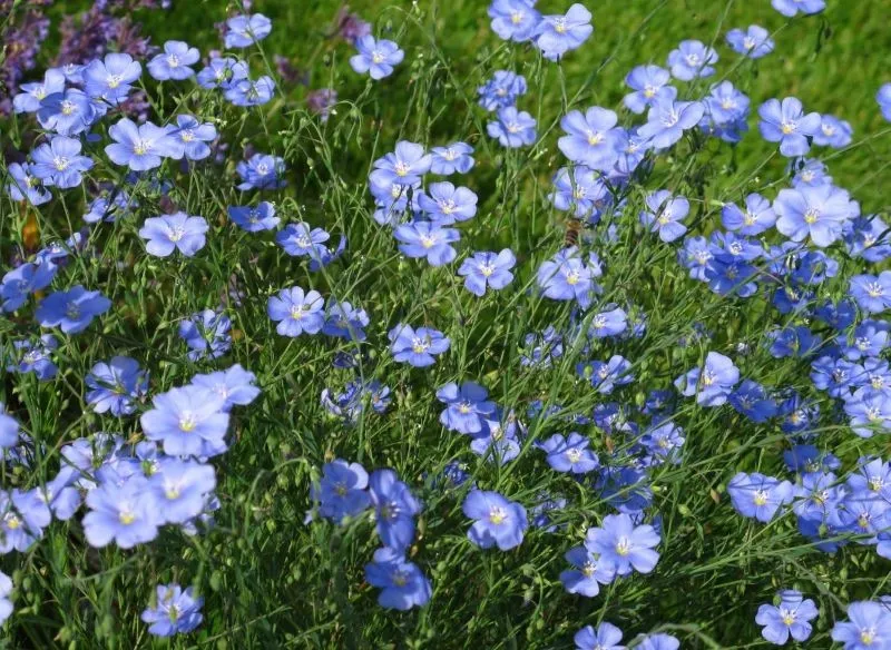 Jak kwitnie len - kluczowe informacje o jego pięknie i pielęgnacji