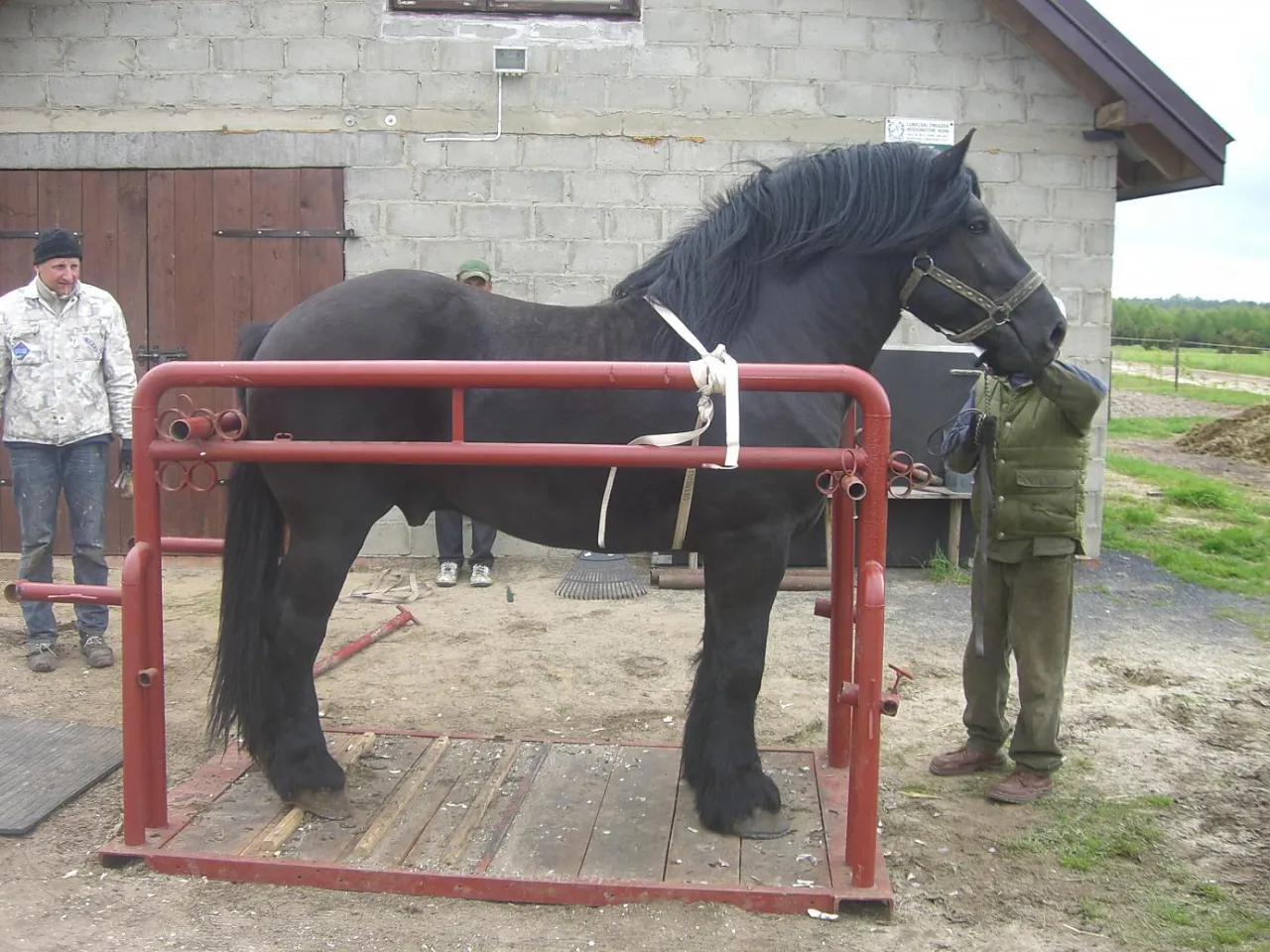 Jak zrobić poskrom dla koni: skuteczne techniki i bezpieczeństwo Jak zrobić poskrom dla koni: skuteczne techniki i bezpieczeństwo