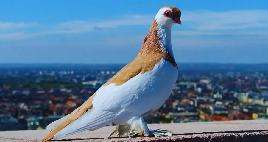 Jak znaleźć właściciela gołębia po numerze obrączki i uniknąć problemów