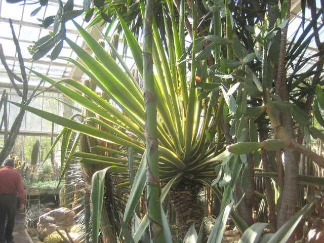 Jak kwitnie agawa - fascynujący proces i warunki kwitnienia