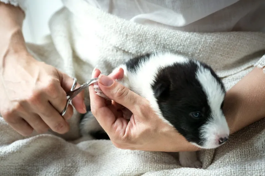 Czy weterynarz obcina pazury psu? Oto co musisz wiedzieć o tym zabiegu