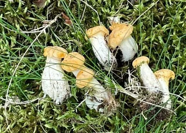 Czy są grzyby w lasach świętokrzyskich? Sprawdź, co rośnie teraz