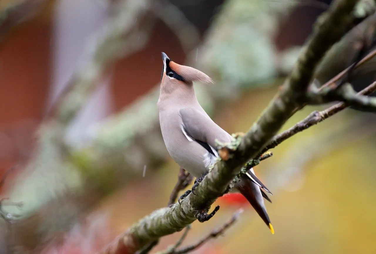 Czym żywi się jemiołuszka? Zaskakujące fakty o jej diecie