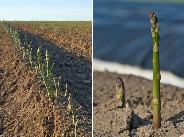 Kiedy sadzić szparagi? Wiosna kluczem do zbiorów! Poradnik