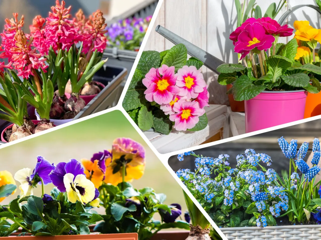 Co sadzić w marcu na balkonie, by uniknąć przymrozków? Co sadzić w marcu na balkonie, by uniknąć przymrozków?