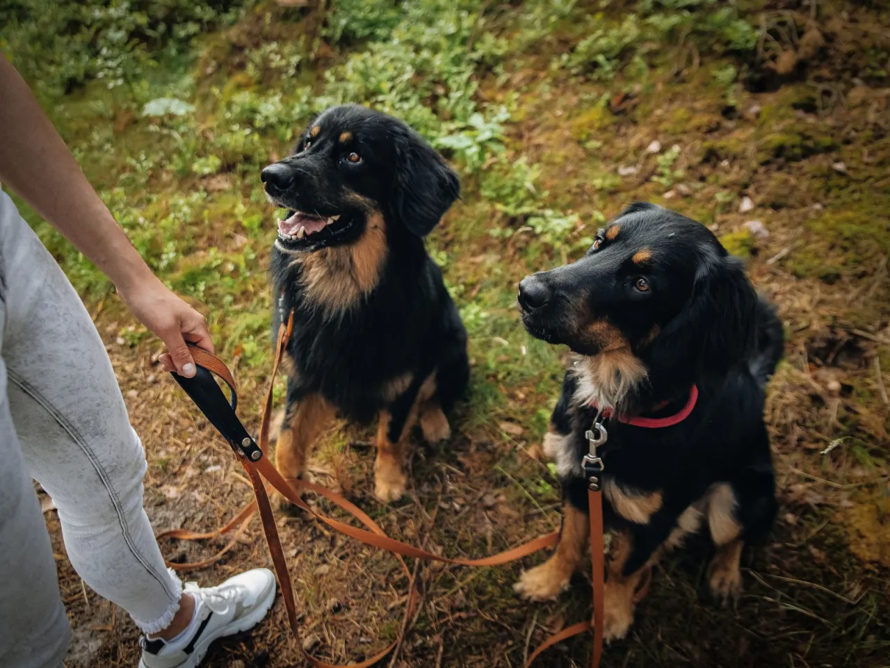 Co zamiast kolczatki dla psa? Lepsze i bezpieczniejsze metody szkolenia