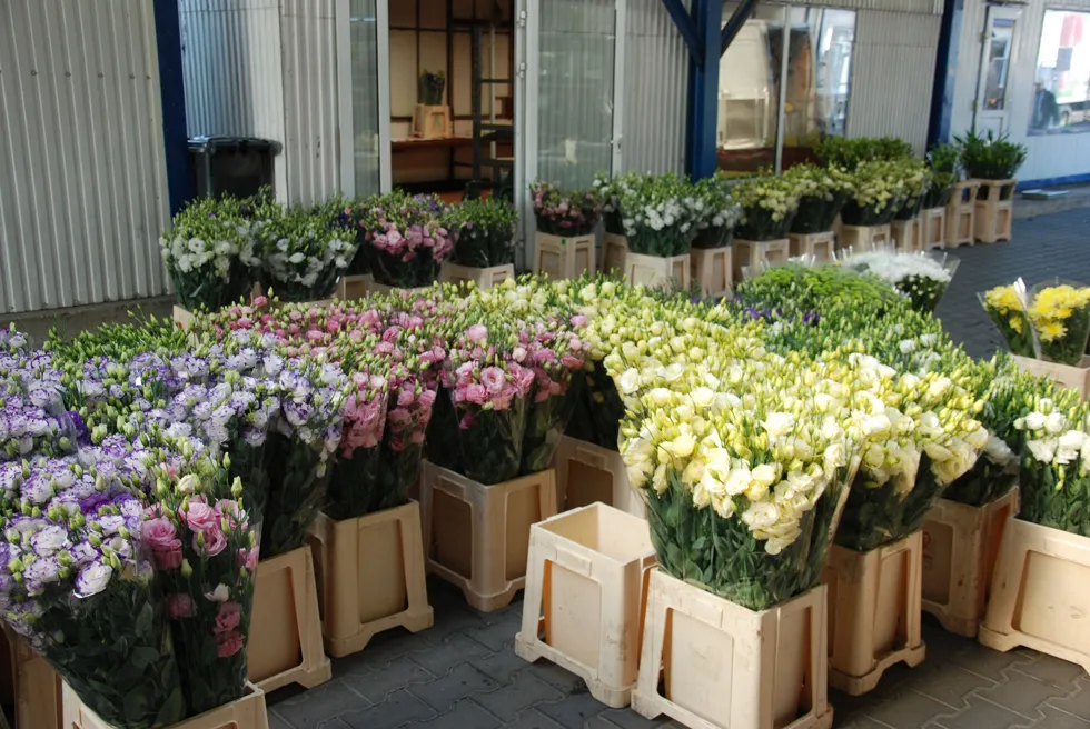 Giełda Kwiatowa Częstochowa: Godziny otwarcia i rady na zakupy