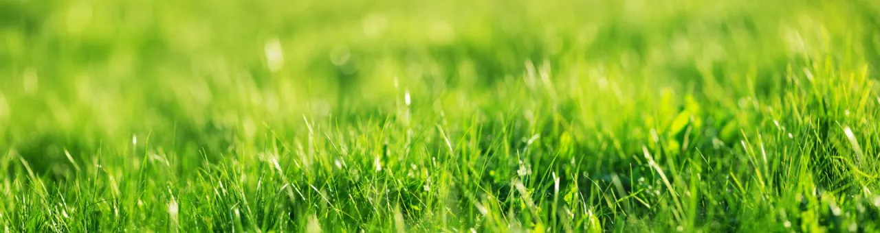Jak siać trawnik skutecznie, aby uniknąć problemów z wzrostem