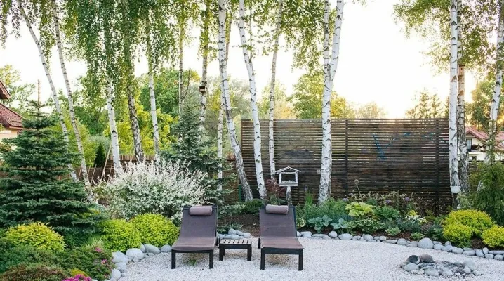 Co posadzić pod brzozami ogrodowisko? Odkryj najlepsze rośliny do cienia