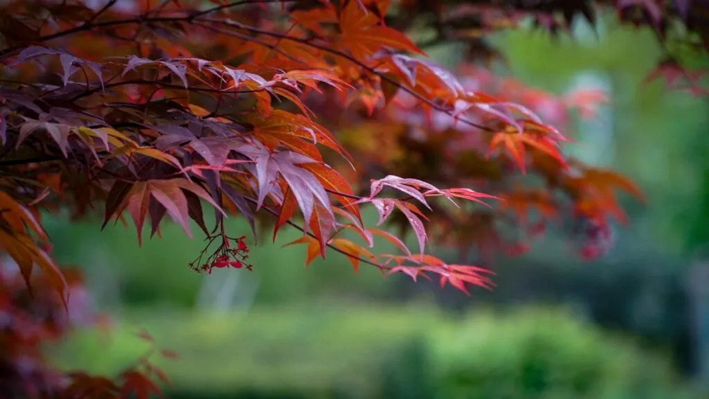 Jak przycinać klon palmowy, aby uniknąć błędów i zachować zdrowie rośliny
